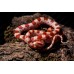 Serpiente del maizal - Guttata Albina het amel - Pantherophis guttatus